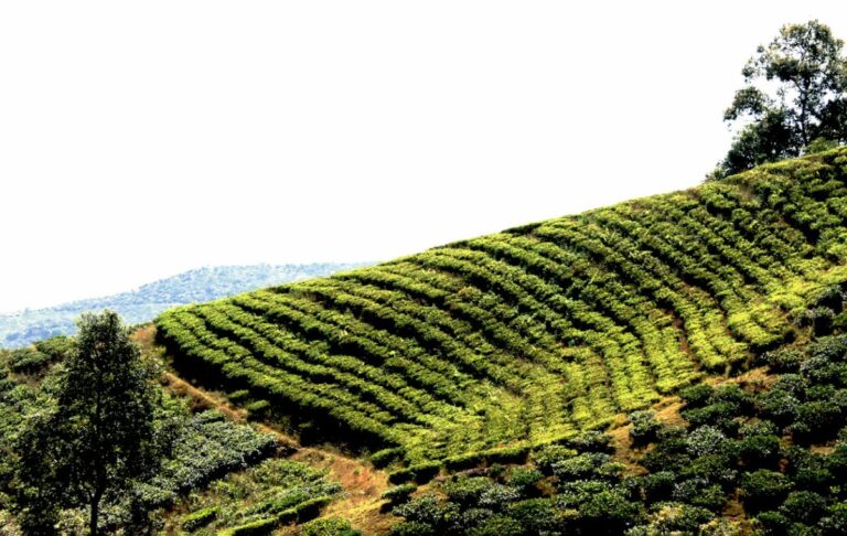 Darjeeling and Gangtok tour package from Kerala